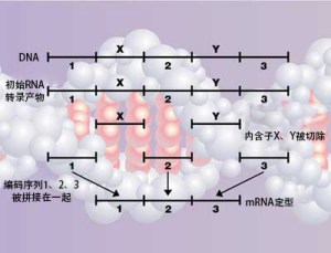 dna_diagram