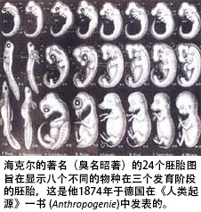 haeckel_embryos