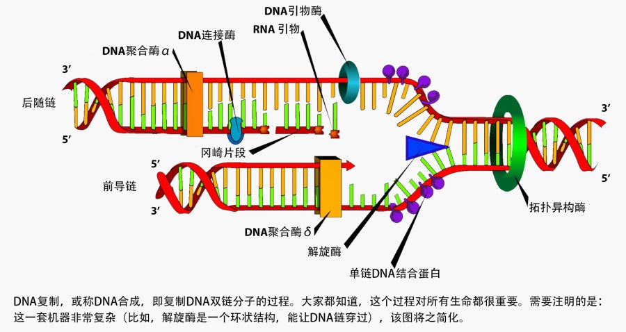 dnareplication_ipond_fig1